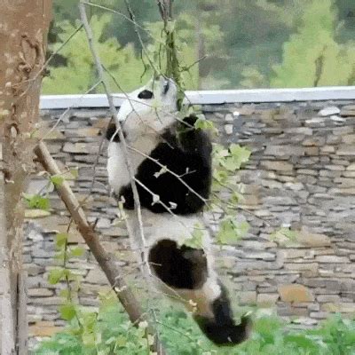 funny panda bear pictures|falling pandas videos.